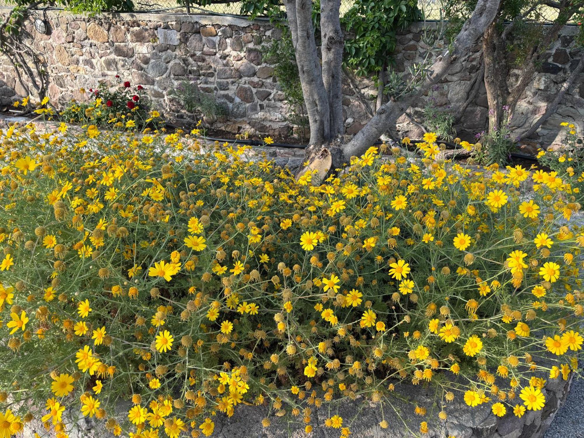 מית'ימנה Elea Houses מראה חיצוני תמונה